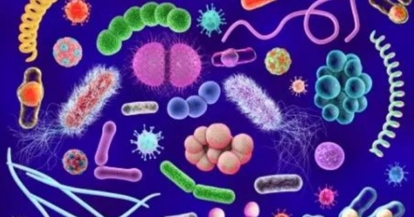 健康科普|微生物是“敌”是“友”？